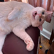 Ghost is registered to the contest to win money with this photo: cat, white_cat, blue_eyes, indoor, furniture, chair, curtains, wooden_floor, pet, animal, paw, cute, fluffy, relaxed, meowing, pink, cozy, domestic, laying, fur