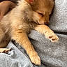 Bailey participe au concours pour gagner de l'argent avec cette photo : dog, puppy, sleeping, cute, fluffy, pet, animal, cozy, resting, fur, paw, ears, domestic_animal, indoor, comfort, relaxation, cuddle, gray_clothing, human_arm, soft