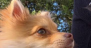 Bailey participe au concours pour gagner de l'argent avec cette photo : dog, fluffy, outdoor, sky, tree, greenery, harness, pet, closeup, canine, nature, sunlight, animal, portrait, side_profile, fur, cute, companion, blue_sky, person