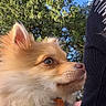 dog, pomeranian, pet, outdoor, sky, tree, harness, fur, animal, nature, closeup, portrait, canine, blue_sky, greenery, cute, fluffy, side_view, daylight, person