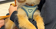 Bailey a rejoint le concours — aidez-le/la à gagner de superbes lots ! dog, puppy, pet, animal, person, clothing, black_clothing, sitting, indoor, shelf, store, tiles, leash, harness, heart_shape, cute, fur, small_dog, holding, human_arm