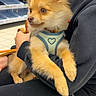 dog, puppy, pet, animal, person, clothing, black_clothing, sitting, indoor, shelf, store, tiles, leash, harness, heart_shape, cute, fur, small_dog, holding, human_arm