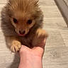 Bailey participe au concours pour gagner de l'argent avec cette photo : dog, puppy, hand, indoor, floor, wooden_floor, brown_fur, curious, pet, animal, cute, small_dog, tongue_out, furry, domestic_animal, canine, young_dog, friendly, companionship, person_hand