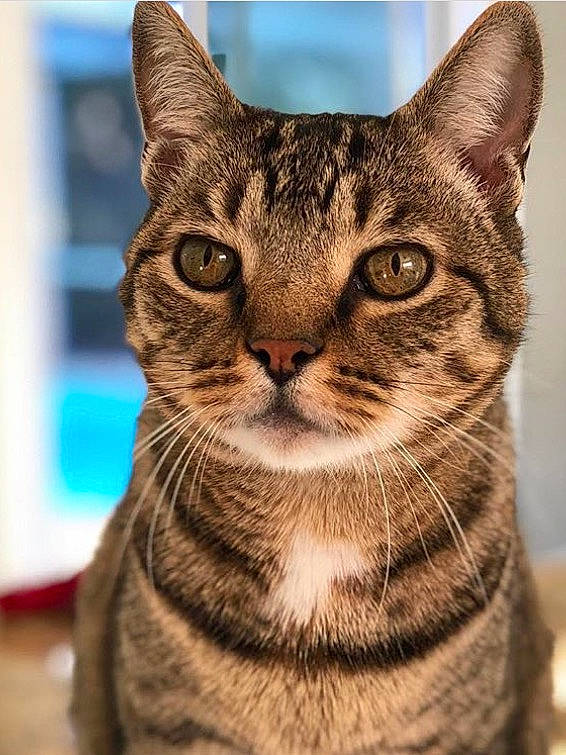 Lunchbox is registered to the contest to win money with this photo: aegean_cat, american_shorthair, american_wirehair, asian, australian_mist, california_spangled, carnivore, cat, domestic_short_haired_cat, dragon_li, european_shorthair, felidae, kitten, mammal, small_to_medium_sized_cats, snout, sokoke, tabby_cat, vertebrate, whiskers