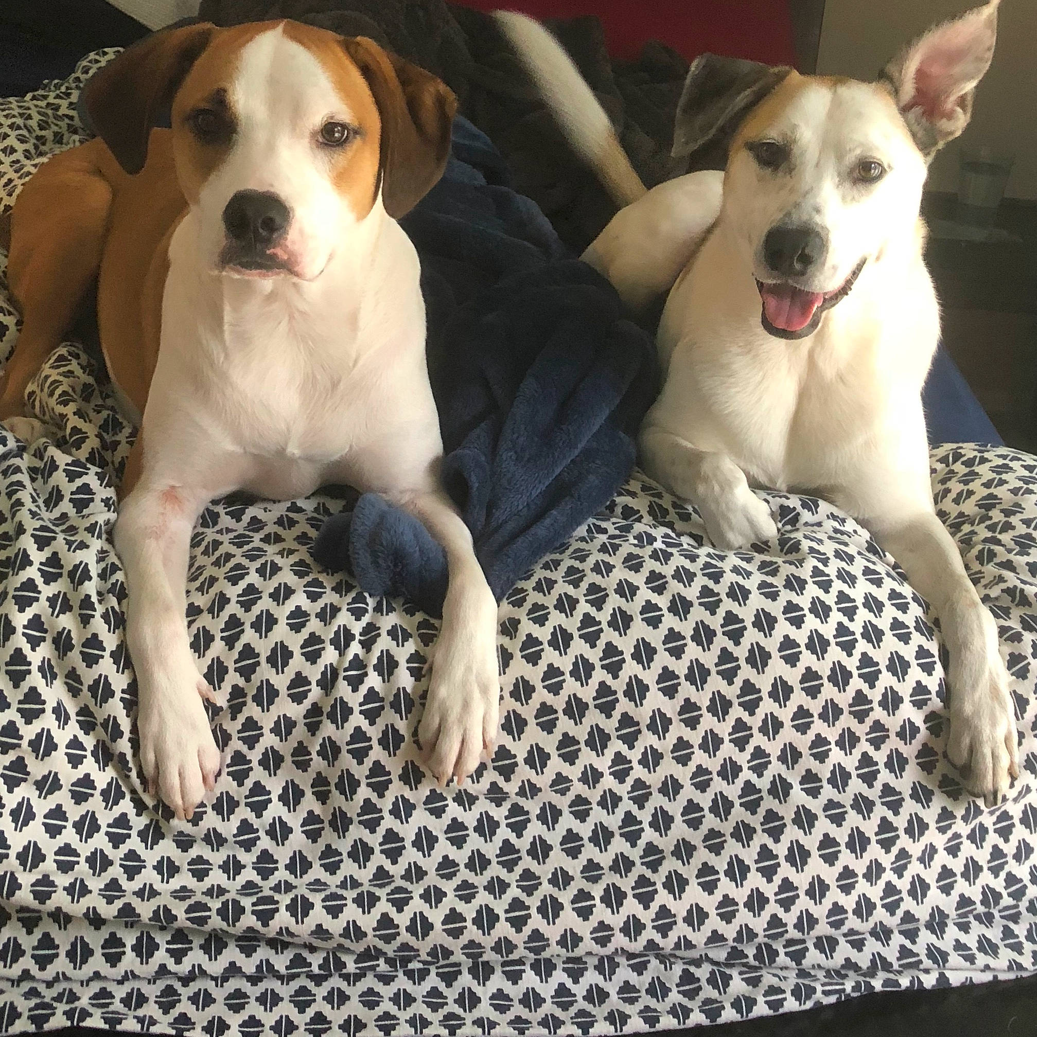 Bennett joined the competition — help win amazing prizes! ancient_dog_breeds, canidae, carnivore, companion_dog, dog, dog_breed, fawn, feist, hunting_dog, mammal, pointer, puppy, puppy_love, rare_breed_dog, sporting_group, tail, treeing_feist, vertebrate