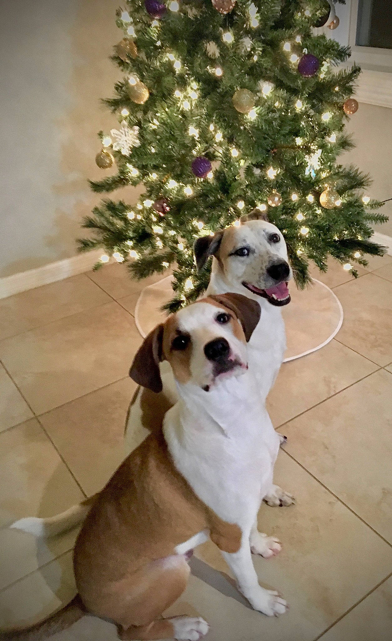 Bennett is registered to the contest to win money with this photo: american_bulldog, canidae, carnivore, christmas_tree, companion_dog, dog, dog_breed, fawn, mammal, non_sporting_group, pit_bull, puppy_love, rare_breed_dog, sporting_group, tail, valley_bulldog, vertebrate