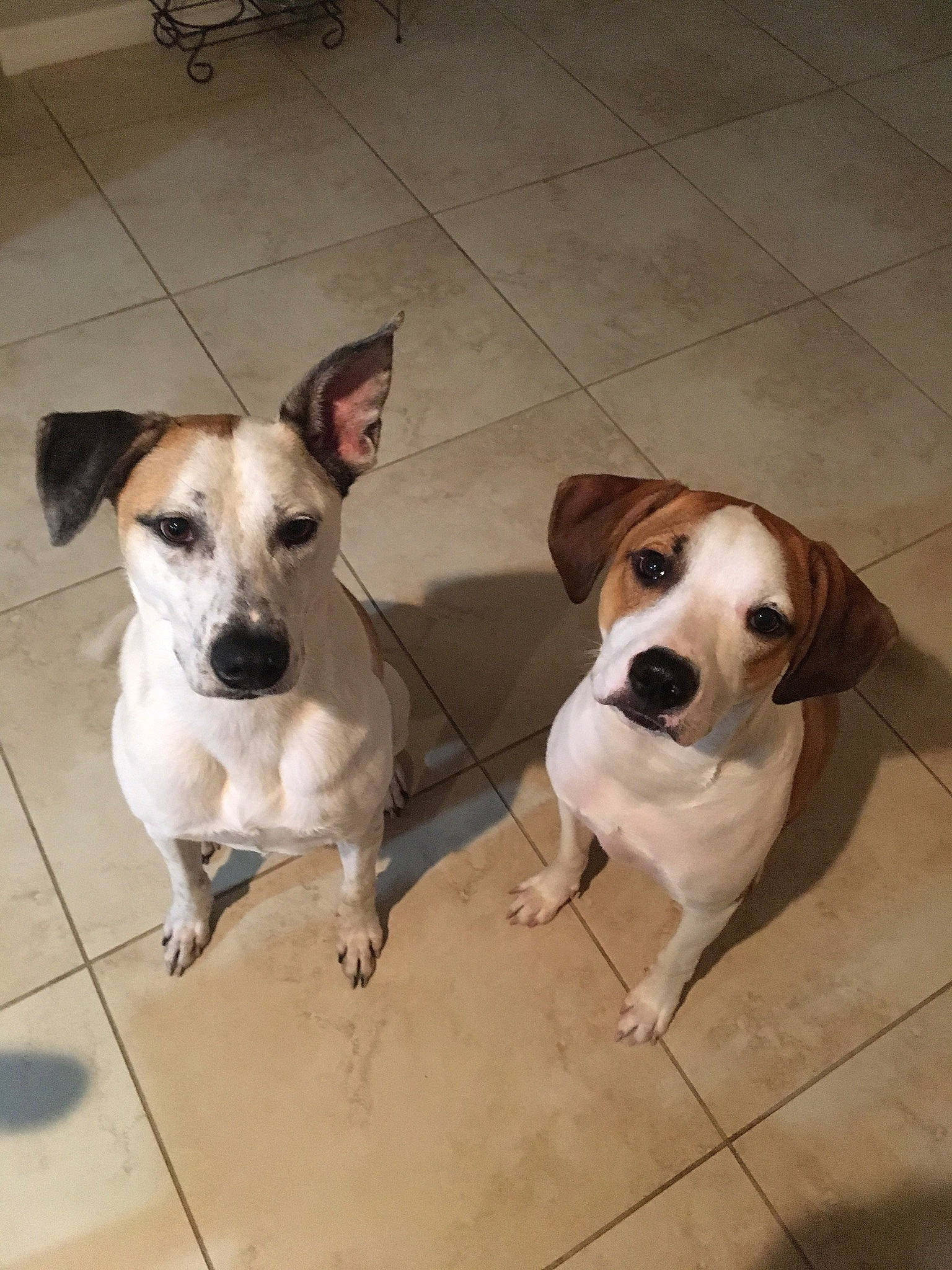 Bennett is registered to the contest to win money with this photo: brazilian_terrier, canidae, carnivore, companion_dog, danish_swedish_farmdog, dog, dog_breed, feist, hunting_dog, jack_russell_terrier, mammal, miniature_fox_terrier, rare_breed_dog, rat_terrier, ratonero_bodeguero_andaluz, russell_terrier, smooth_fox_terrier, teddy_roosevelt_terrier, tenterfield_terrier, vertebrate