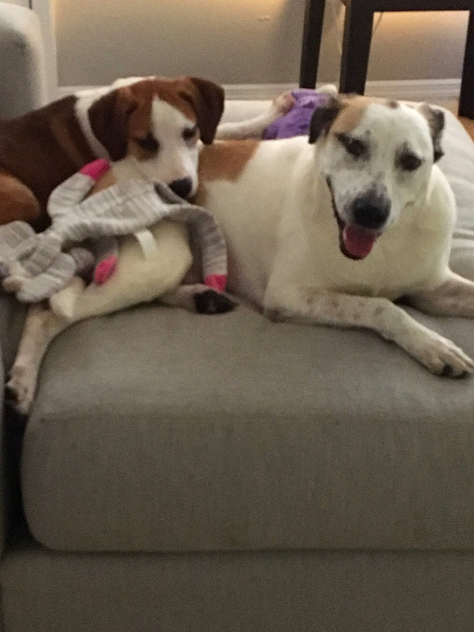 Bennett is registered to the contest to win money with this photo: canidae, carnivore, companion_dog, dog, dog_breed, jack_russell_terrier, mammal, parson_russell_terrier, paw, puppy, russell_terrier, sporting_group, street_dog, vertebrate