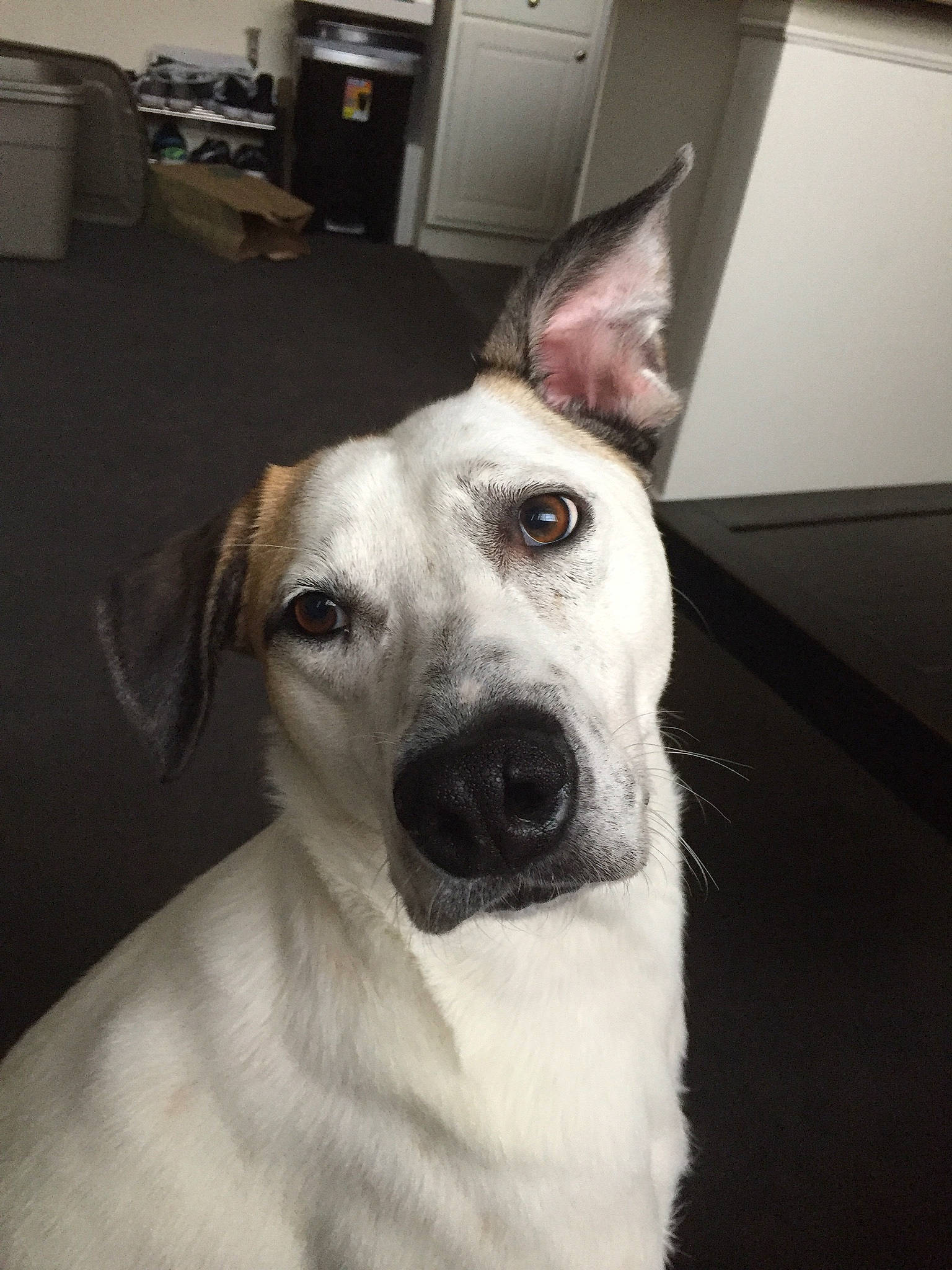 Bennett joined the competition — help win amazing prizes! canidae, carnivore, companion_dog, dog, dog_breed, ear, eyebrow, fawn, mammal, nose, potcake_dog, rare_breed_dog, snout, sporting_group, tail, vertebrate, whiskers