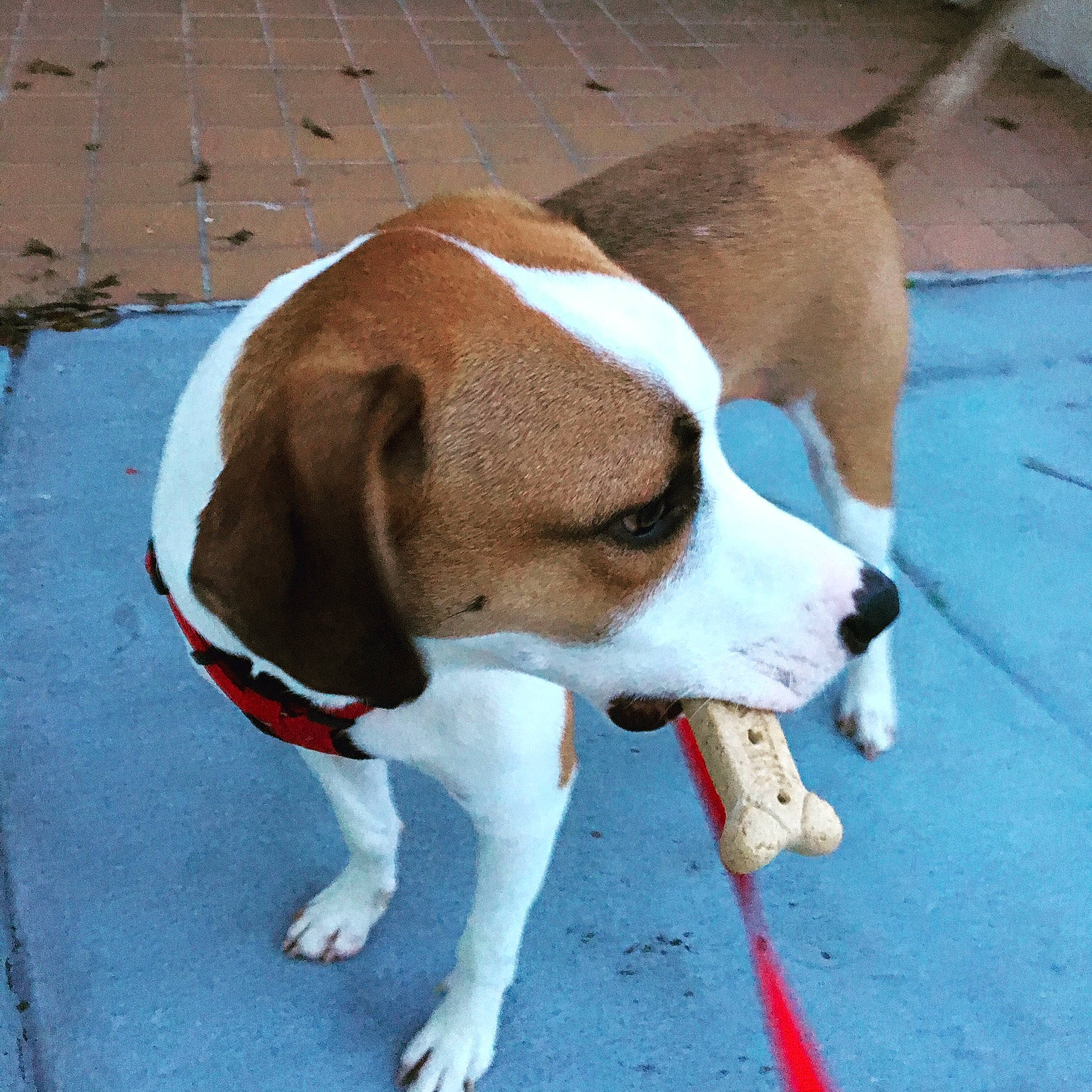 Frank joined the competition — help win amazing prizes! american_foxhound, beagle, beagle_harrier, canidae, carnivore, dog, dog_breed, drever, english_foxhound, estonian_hound, fawn, harrier, mammal, pointer, posavac_hound, rare_breed_dog, snout, sporting_group, treeing_walker_coonhound, vertebrate