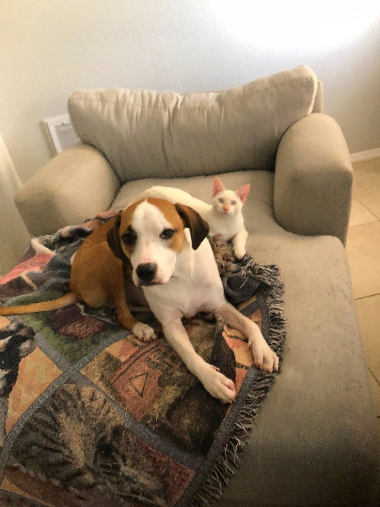 Tank Meow joined the competition — help win amazing prizes! american_foxhound, beagle, canidae, carnivore, comfort, companion_dog, coonhound, dog, dog_breed, english_foxhound, fawn, harrier, jack_russell_terrier, mammal, pocket_beagle, puppy, treeing_walker_coonhound, vertebrate