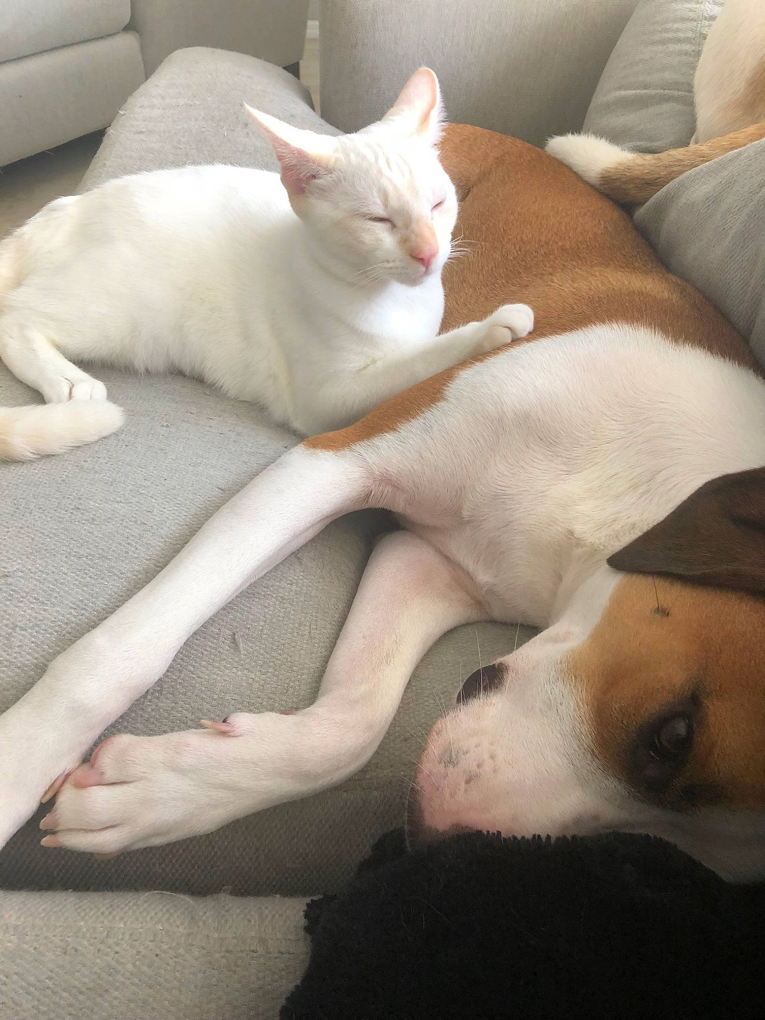 Tank Meow joined the competition — help win amazing prizes! aegean_cat, canidae, carnivore, cat, colorpoint_shorthair, ear, fawn, felidae, fur, khao_manee, kitten, leg, mammal, nap, paw, sleep, small_to_medium_sized_cats, tail, vertebrate, whiskers