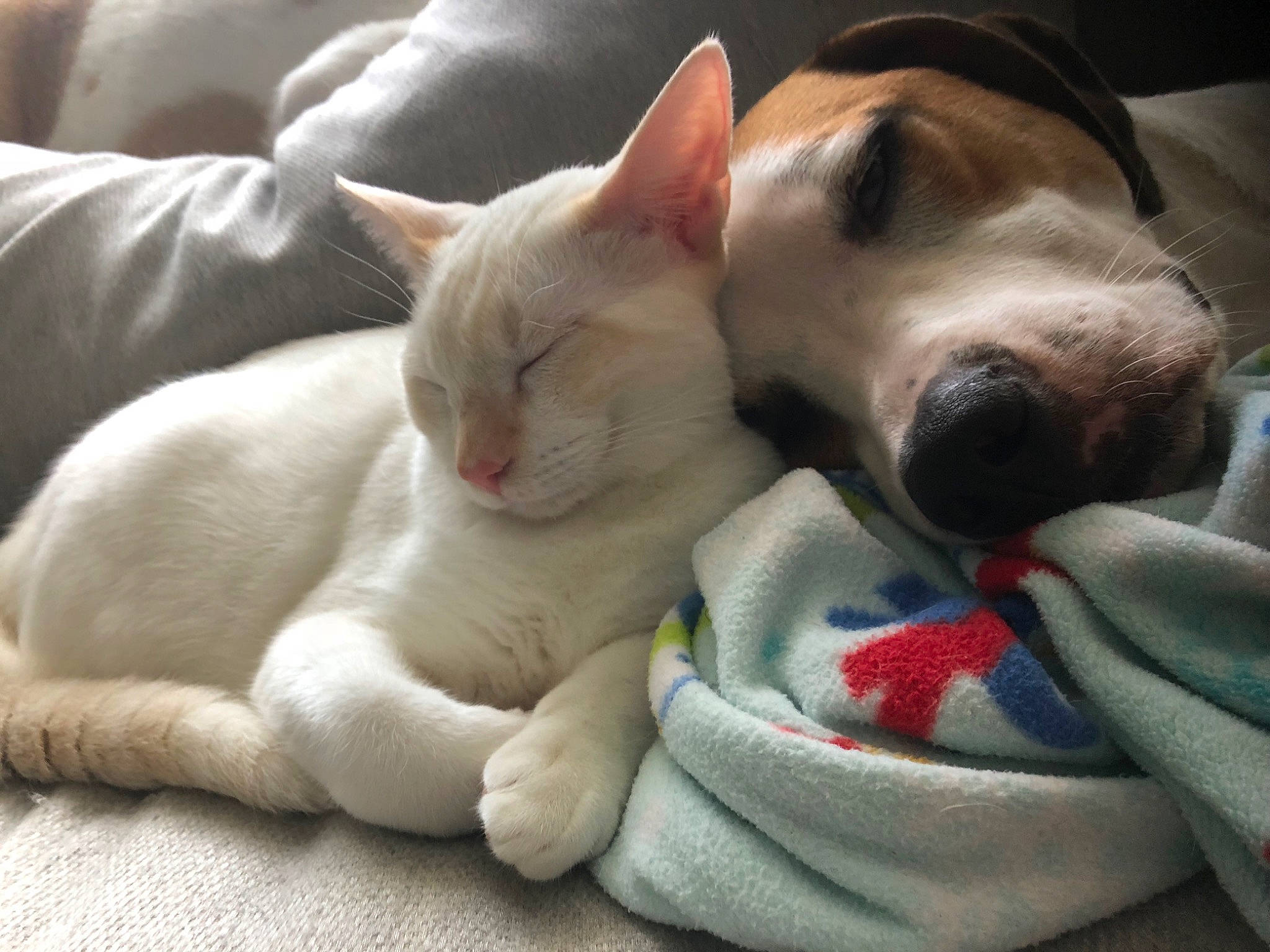 Tank Meow joined the competition — help win amazing prizes! canidae, carnivore, cat, colorpoint_shorthair, fawn, felidae, khao_manee, mammal, nap, paw, puppy_love, sleep, small_to_medium_sized_cats, snout, vertebrate, whiskers