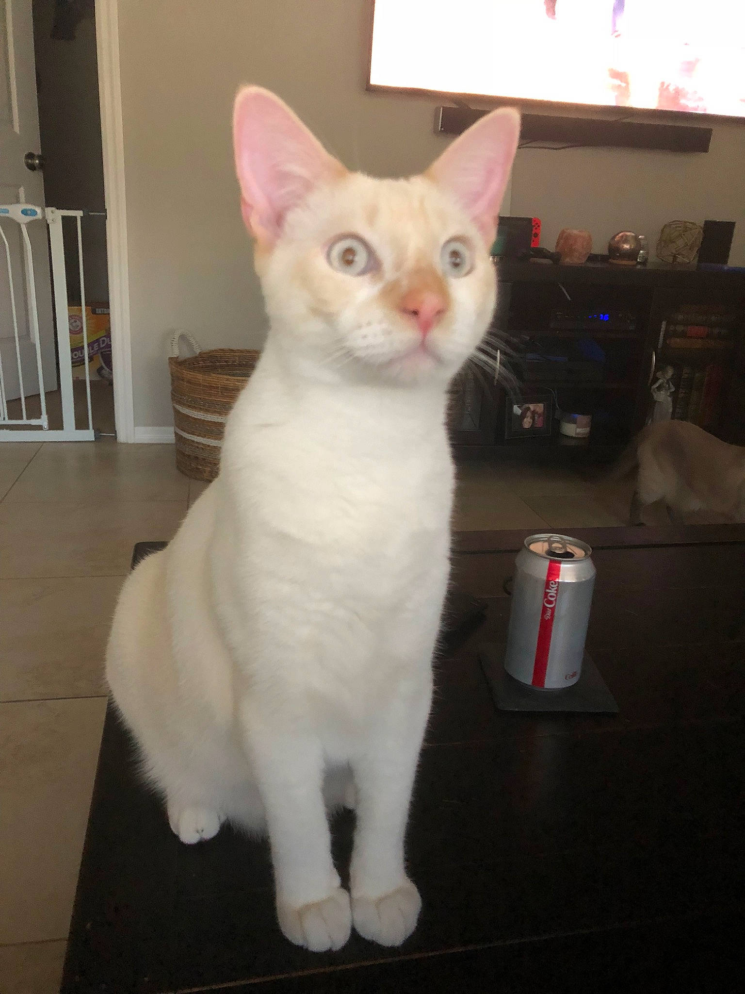 Tank Meow is registered to the contest to win money with this photo: aegean_cat, asian, burmilla, carnivore, cat, colorpoint_shorthair, domestic_short_haired_cat, ear, felidae, german_rex, japanese_bobtail, javanese, khao_manee, mammal, small_to_medium_sized_cats, tail, turkish_angora, turkish_van, vertebrate, whiskers