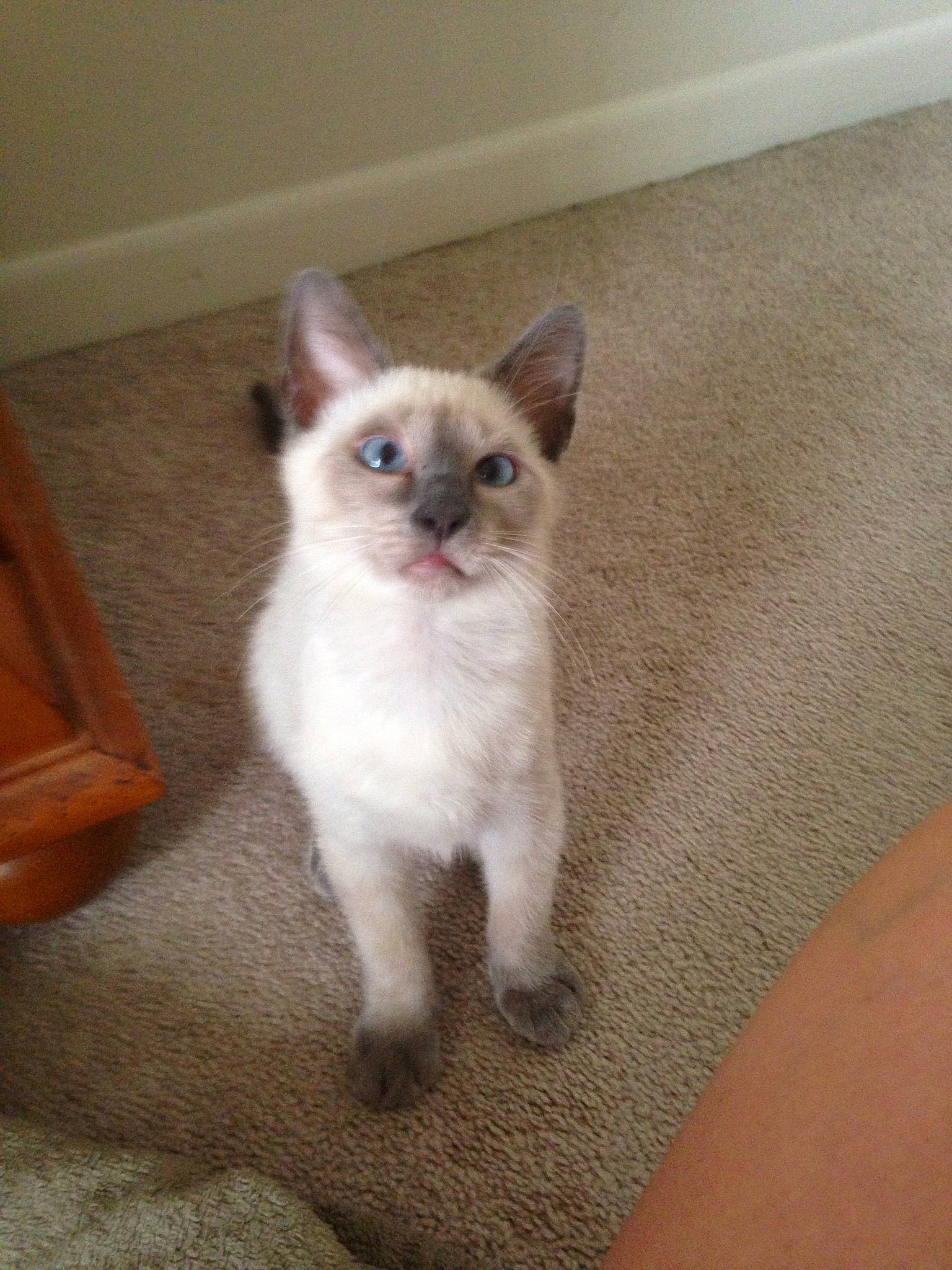 Fang Doodle joined the competition — help win amazing prizes! balinese, carnivore, cat, colorpoint_shorthair, eye, fawn, felidae, german_rex, javanese, kitten, mammal, ojos_azules, ragdoll, siamese, small_to_medium_sized_cats, snowshoe, thai, tonkinese, vertebrate, whiskers