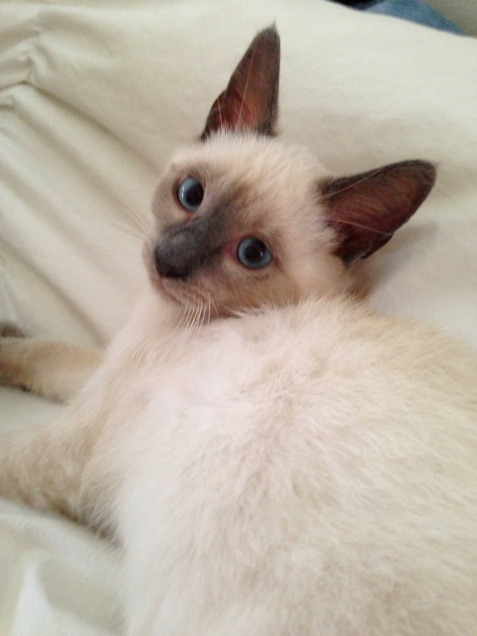 Fang Doodle joined the competition — help win amazing prizes! balinese, birman, carnivore, cat, colorpoint_shorthair, ear, eye, felidae, himalayan, iris, javanese, kitten, mammal, ragdoll, siamese, small_to_medium_sized_cats, thai, tonkinese, vertebrate, whiskers