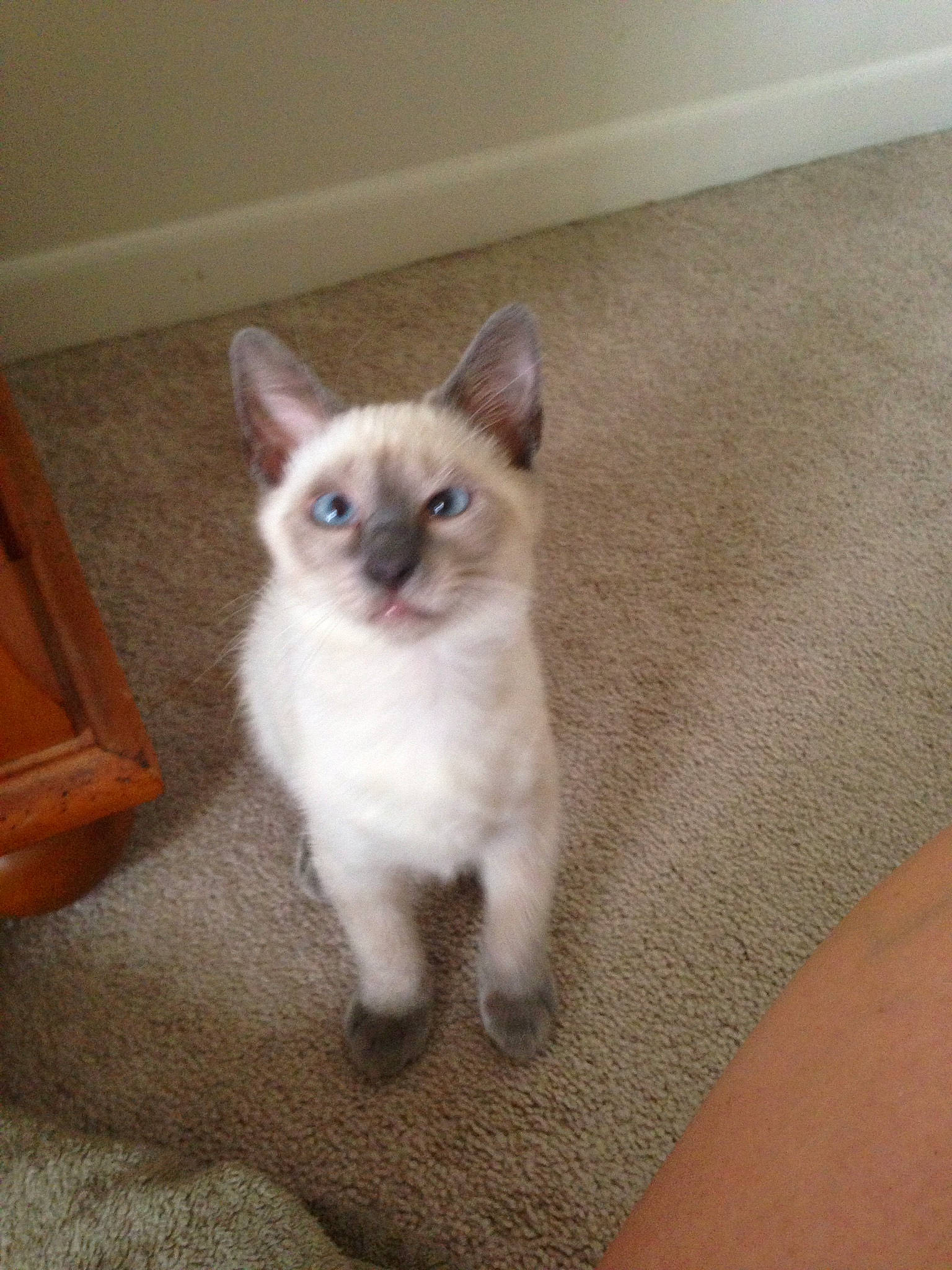 Fang Doodle is registered to the contest to win money with this photo: asian, balinese, carnivore, cat, colorpoint_shorthair, eye, fawn, felidae, german_rex, javanese, kitten, mammal, ojos_azules, ragdoll, siamese, small_to_medium_sized_cats, thai, tonkinese, vertebrate, whiskers