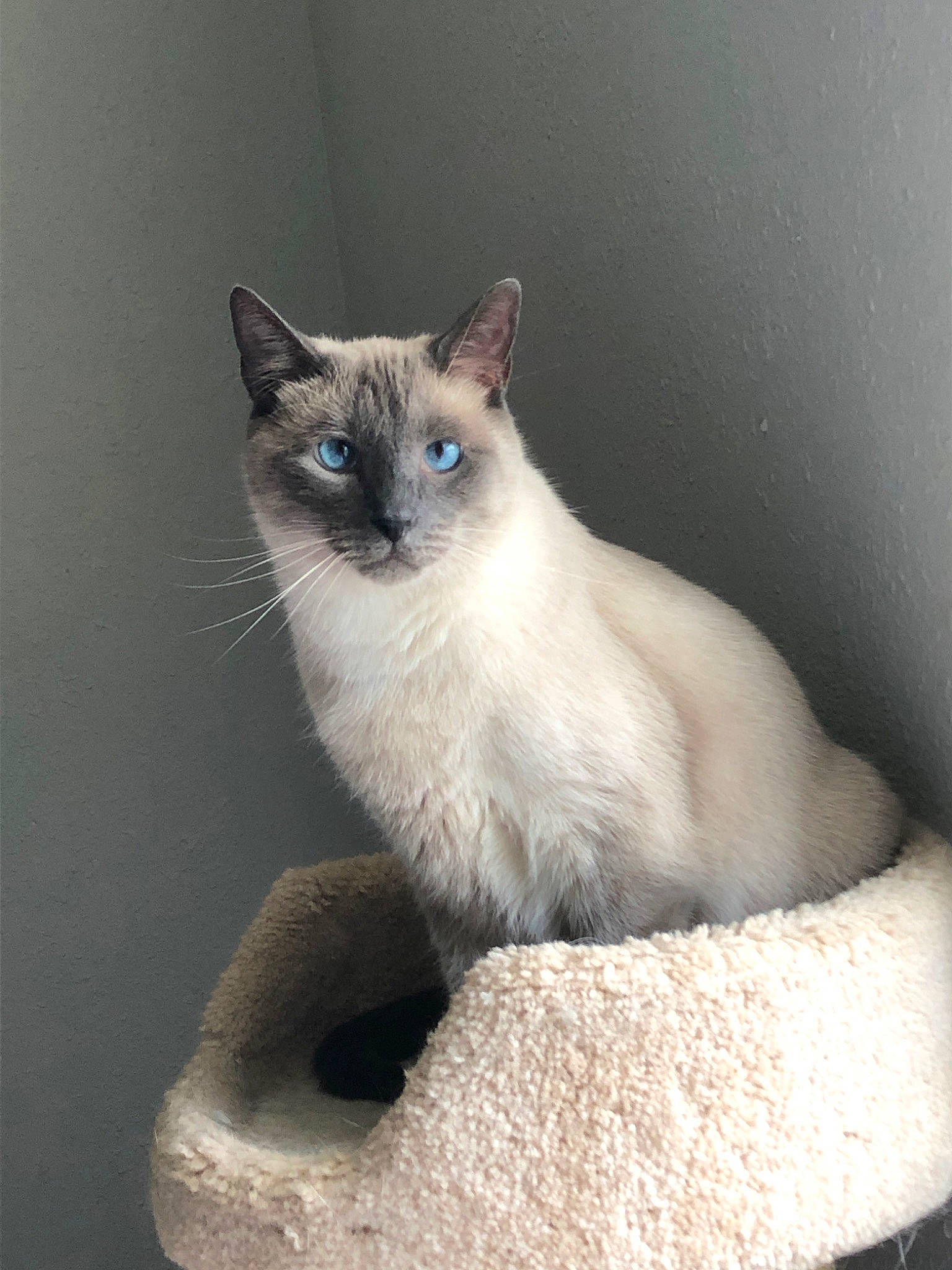 Fang Doodle is registered to the contest to win money with this photo: balinese, birman, carnivore, cat, colorpoint_shorthair, eye, felidae, himalayan, javanese, kitten, mammal, ojos_azules, ragdoll, siamese, small_to_medium_sized_cats, snowshoe, thai, tonkinese, vertebrate, whiskers