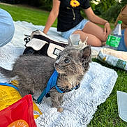Willow a rejoint le concours — aidez-le/la à gagner de superbes lots ! bag, blanket, blue_harness, casual_clothing, cat, curious, daylight, grass, greenery, kitten, nature, outdoor, person, pet, picnic, shorts, sitting, snacks, tshirt, young_animal