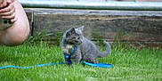 Willow a rejoint le concours — aidez-le/la à gagner de superbes lots ! animal, blue_harness, curious, feline, grass, grass_field, gray_cat, greenery, kitten, leash, nature, outdoor, person_hand, pet, playing, side_view, small_pet, smartphone, wooden_fence, young_cat