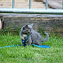 animal, blue_harness, curious, feline, grass, grass_field, gray_cat, greenery, kitten, leash, nature, outdoor, person_hand, pet, playing, side_view, small_pet, smartphone, wooden_fence, young_cat