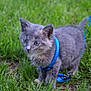 Willow participe au concours pour gagner de l'argent avec cette photo : animal, blue_harness, curious, cute, domestic_cat, exploration, feline, fur, grass, gray_cat, green, kitten, leash, nature, outdoor, pet, playful, small, walking, young
