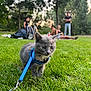 Willow a rejoint le concours — aidez-le/la à gagner de superbes lots ! animal, blue_harness, blurred_background, curious, daylight, exploring, grass, gray_cat, greenery, kitten, leash, leisure, nature, outdoor, park, people, pet, picnic, trees, young_cat