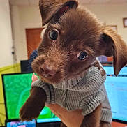 Pako a rejoint le concours — aidez-le/la à gagner de superbes lots ! puppy, dog, brown_dog, sweater, knitted_clothing, floppy_ear, standing, being_held, close_up, portrait, office, computer, monitor, telephone, desk, indoor, fluorescent_lighting, cute, animal, pet