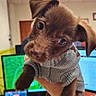 puppy, dog, brown_dog, sweater, knitted_clothing, floppy_ear, standing, being_held, close_up, portrait, office, computer, monitor, telephone, desk, indoor, fluorescent_lighting, cute, animal, pet