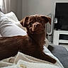 Pako a rejoint le concours — aidez-le/la à gagner de superbes lots ! puppy, dog, brown_fur, floppy_ears, cute, portrait, lying_down, blanket, couch, living_room, indoor, television, sunlight, cozy, pet, animal, close_up, looking_at_camera, white_blanket, home