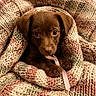 Pako a rejoint le concours — aidez-le/la à gagner de superbes lots ! puppy, dog, brown_fur, blanket, knitted_blanket, cozy, cute, portrait, indoors, cuddly, sitting, looking_at_camera, ribbon, pink_ribbon, pet, animal, soft_texture, warm_colors, close_up, adorable
