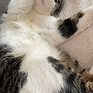 Titi a rejoint le concours — aidez-le/la à gagner de superbes lots ! cat, feline, pet, lying_down, paw, whiskers, fur, tabby, white_fur, pink_nose, yellow_eyes, indoor, couch, blanket, relaxed, curious, closeup, animal, cute, playful