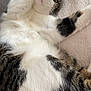 cat, feline, pet, lying_down, paw, whiskers, fur, tabby, white_fur, pink_nose, yellow_eyes, indoor, couch, blanket, relaxed, curious, closeup, animal, cute, playful