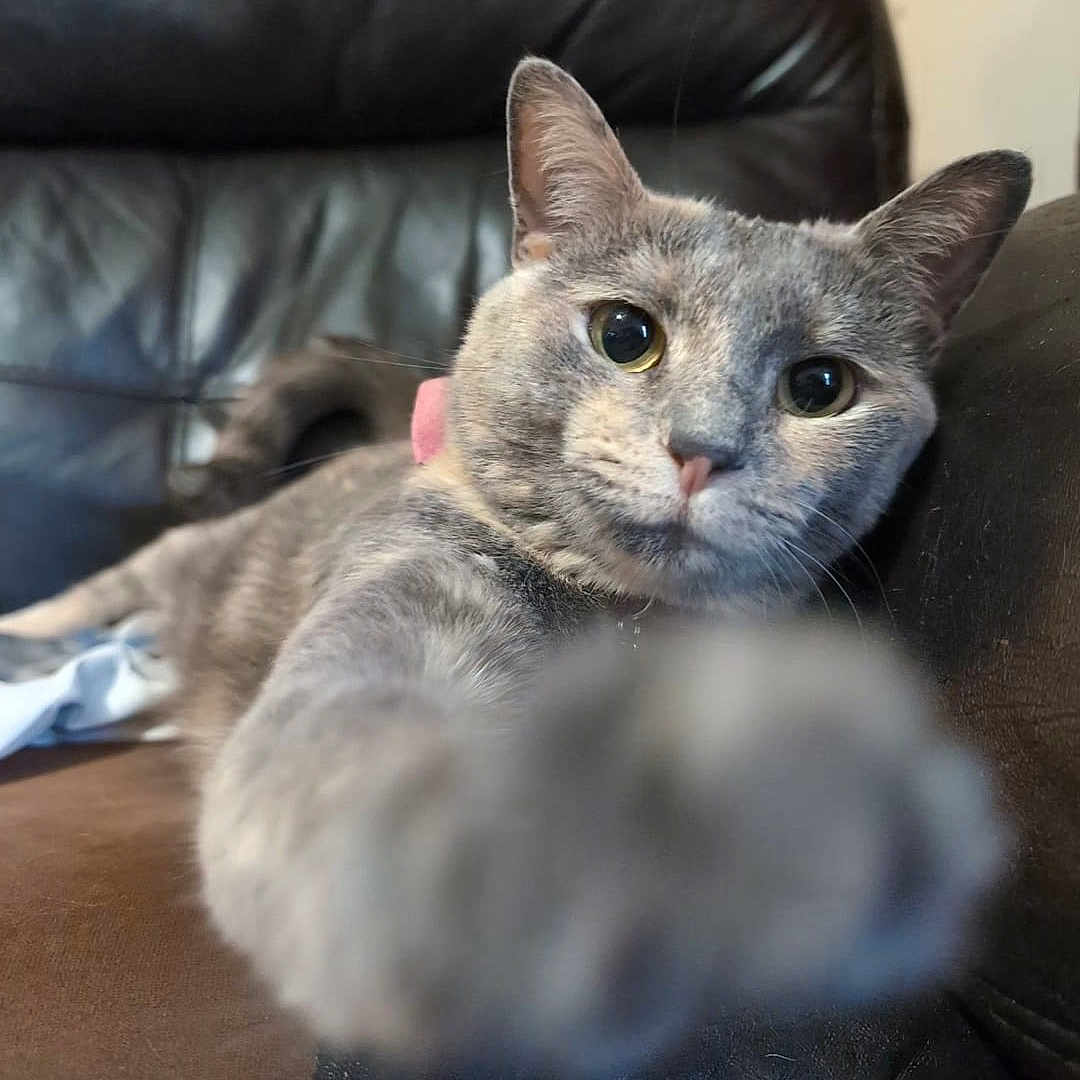 Nugget is registered to the contest to win money with this photo: animal, cat, close_up, curious, cute, domestic, ears, eyes, feline, fur, gray_cat, home, indoor, leather_couch, nose, paw, pet, relaxed, stretching, whiskers