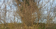 Lonza a rejoint le concours — aidez-le/la à gagner de superbes lots ! branch, canoe_birch, grass, grass_family, plant, plant_community, plant_stem, shrub, shrubland, tree, trunk, twig, woody_plant
