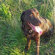 Lonza a rejoint le concours — aidez-le/la à gagner de superbes lots ! canidae, carnivore, dog, dog_breed, grass, hound, hunting_dog, labrador_retriever, liver, mammal, montenegrin_mountain_hound, patterdale_terrier, sporting_group, tyrolean_hound, vertebrate