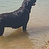 Lonza participe au concours pour gagner de l'argent avec cette photo : canidae, carnivore, dog, dog_breed, flat_coated_retriever, labrador_retriever, retriever, sporting_group, vertebrate