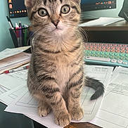 Tanner is registered to the contest to win money with this photo: kitten, cat, tabby, pet, animal, desk, papers, keyboard, computer, indoor, cute, curious, feline, young, sitting, workspace, home, office, clutter, fur