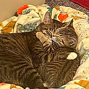 Tanner is registered to the contest to win money with this photo: adorable, bed, blanket, cat, close_up, companion, cozy, cuddle, domestic_animal, fur, indoor, nap, paw, pet, resting, sleeping, snuggling, tabby_cat, two_cats, whiskers