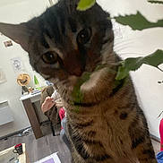 Nyx participe au concours pour gagner de l'argent avec cette photo : abyssinian, animal, architecture, art, box, building, cat, collage, computer, electronics, face, furniture, head, indoors, kitten, livingroom, manx, person, pet, room