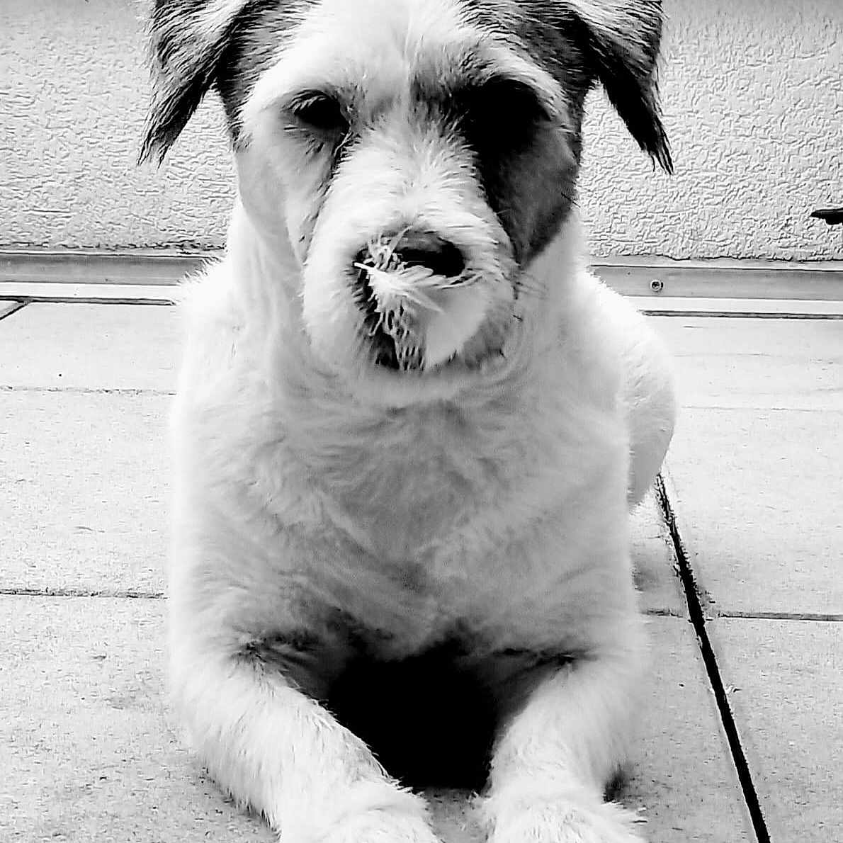 Leader a rejoint le concours — aidez-le/la à gagner de superbes lots ! animal, black_and_white, calm, canine, closeup, companion, curious, dog, ears, floor, fur, laying_down, outdoor, paw, pet, portrait, snout, texture, tile, wall