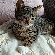 Perle participe au concours pour gagner de l'argent avec cette photo : abyssinian, animal, blanket, cat, cushion, furniture, homedecor, kitten, manx, person, pet, pillow, sleeping