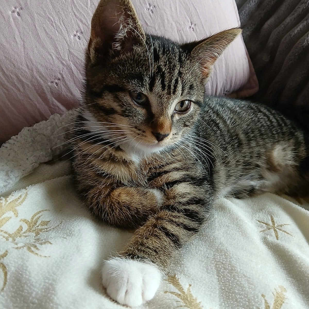 Perle participe au concours pour gagner de l'argent avec cette photo : abyssinian, animal, blanket, cat, cushion, furniture, homedecor, kitten, manx, person, pet, pillow, sleeping