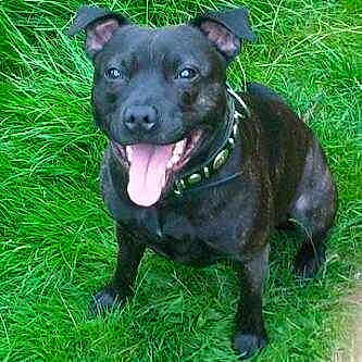 Roxy is registered to the contest to win money with this photo: