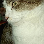 Canaille a rejoint le concours — aidez-le/la à gagner de superbes lots ! cat, close_up, profile, green_eyes, fur, whiskers, pet, animal, white_chest, tabby, indoor, face, portrait, feline, calm, looking_away, mammal, soft_texture, domestic_cat, side_view