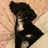Punkin joined the competition — help win amazing prizes! dog, puppy, black_and_white, small_dog, curly_fur, floppy_ears, white_chest, white_paws, pet, animal, bed, blanket, pillow, bedroom, indoor, lying_down, sitting, portrait, cute, relaxed