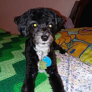 Punkin joined the competition — help win amazing prizes! dog, puppy, black_and_white, fluffy, sitting, portrait, pet, animal, collar, tag, blue_tag, indoors, bed, blanket, colorful, patterned, flash_photography, glowing_eyes, cozy, home