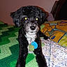 dog, puppy, black_and_white, fluffy, sitting, portrait, pet, animal, collar, tag, blue_tag, indoors, bed, blanket, colorful, patterned, flash_photography, glowing_eyes, cozy, home