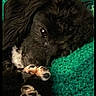 Punkin joined the competition — help win amazing prizes! dog, puppy, black_and_white, fluffy, sleeping, lying_down, curled_up, paws, fur, pet, indoors, blanket, green_blanket, cozy, relaxed, cute, portrait, close_up, wood_background, resting