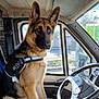 alert, animal, buddy, canine, daylight, dog, driver_seat, fur, german_shepherd, harness, interior, looking, pet, seat, sitting, steering_wheel, sunlight, transport, vehicle, window
